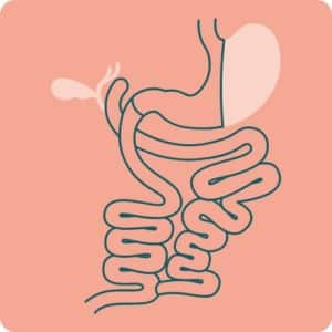 Schéma de l'estomac et des intestins lors d'une opération de dérivation biliopancréatique